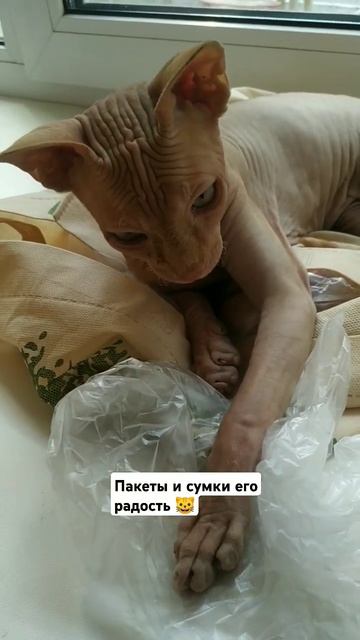 Любимое место - подоконник 🐱 #котики #коты #сфинкс #кот смотреть онлайн