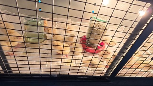 Дорого,но вкусно. Советую попробовать смотреть онлайн