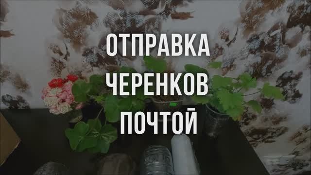 Отправка черенков почтой. Выпуск от 14.09.21