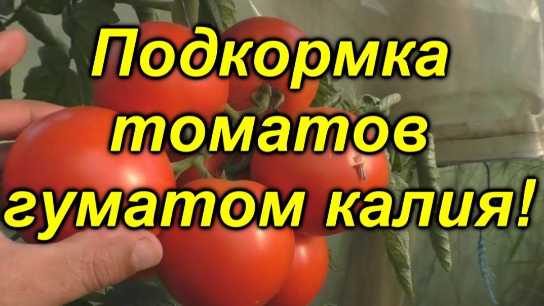 🍅 Гумат калия для томатов: полный разбор эффективной подкормки.