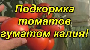 🍅 Гумат калия для томатов: полный разбор эффективной подкормки.