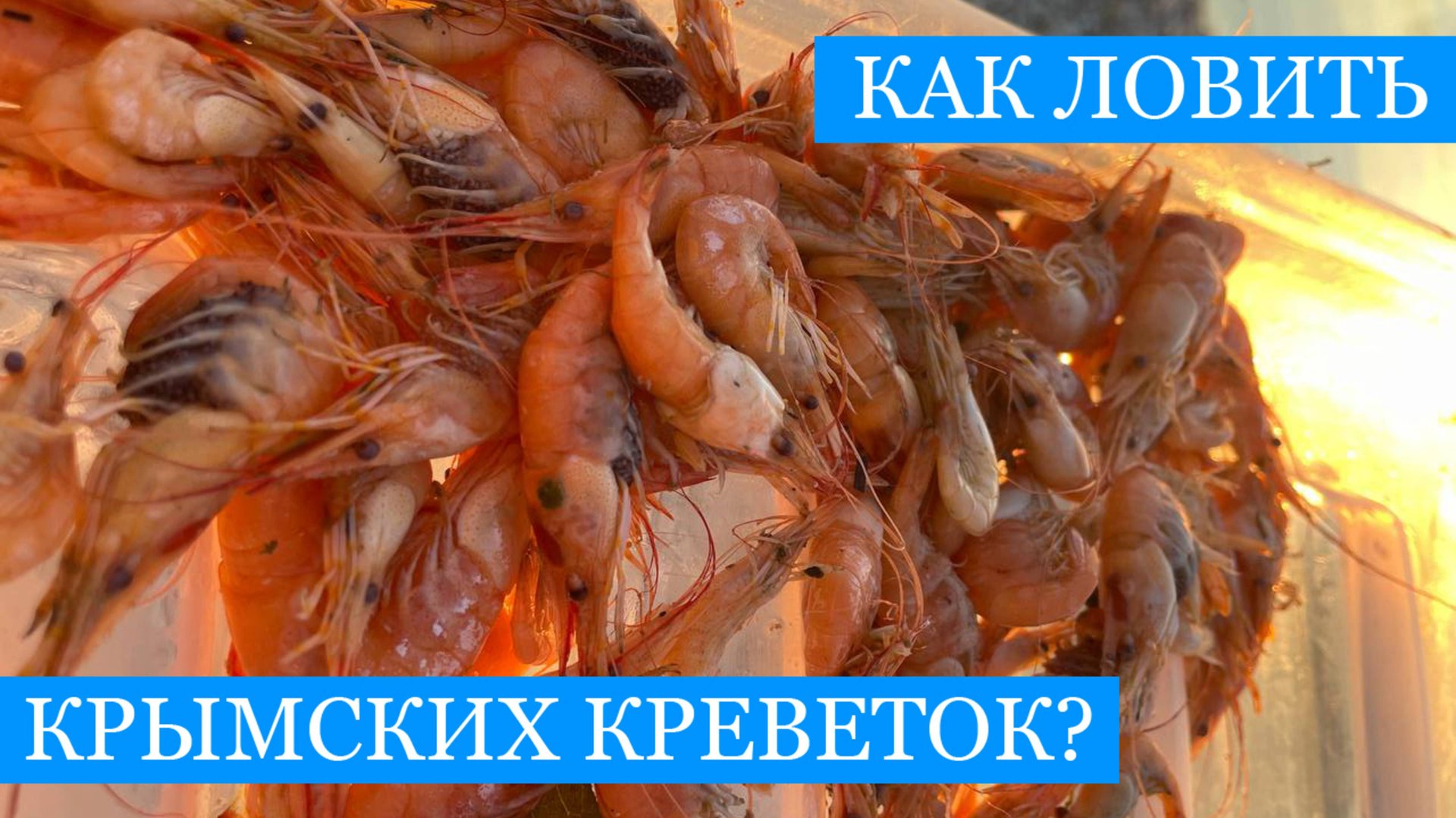 Тралим КРЕВЕТОК для городского АКВАРИУМА! - А еще на еду и на наживку!!)) смотреть онлайн