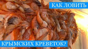 Тралим КРЕВЕТОК для городского АКВАРИУМА! - А еще на еду и на наживку!!))