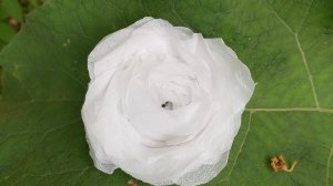 Тутор как сделать розу и туалетки