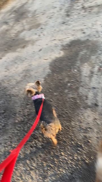 Питомник ВЕО Валентлайф - Наш сибирский кот Тор и йорк  Хлоя на прогулке №3