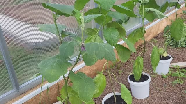 НЕ САЖАЙТЕ БАКЛАЖАНЫ ПОКА НЕ ПОСМОТРИТЕ ЭТО ВИДЕО! смотреть онлайн