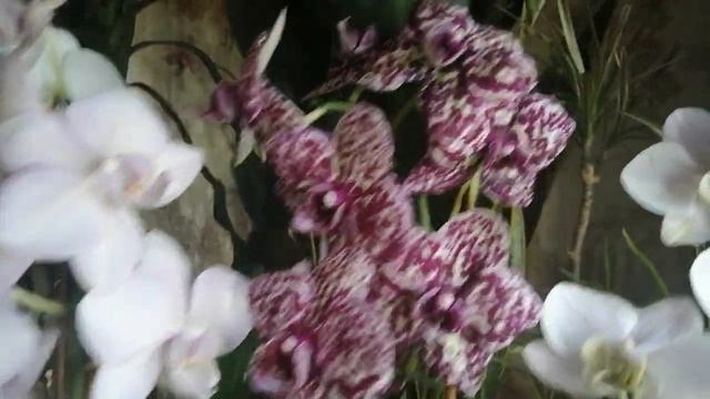 Что цветёт на подоконнике🌷🌾к началу апреля/остатки/ смотреть онлайн