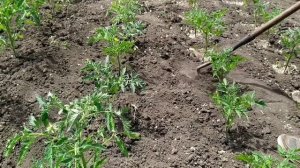 Сухой Полив это Спасение от Засухи Рассады Помидор 🍅,