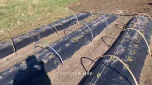 "Клубника под спанбондом — своими руками! Защита от хо