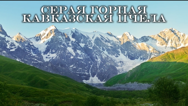 Кавказская пчела Достоинства Особенности смотреть онлайн