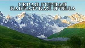 Кавказская пчела Достоинства Особенности