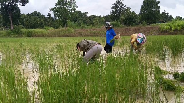 Непонятное нашествие змей в Таиланде смотреть онлайн