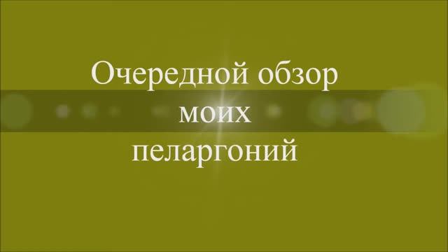 Очередной обзор моих пеларгоний. Выпуск от 31.12.20