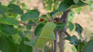 Народный способ против тли и муравьев – ШОКИРУЮЩИЙ эффект уже через 2 дня! Смотрите результат!