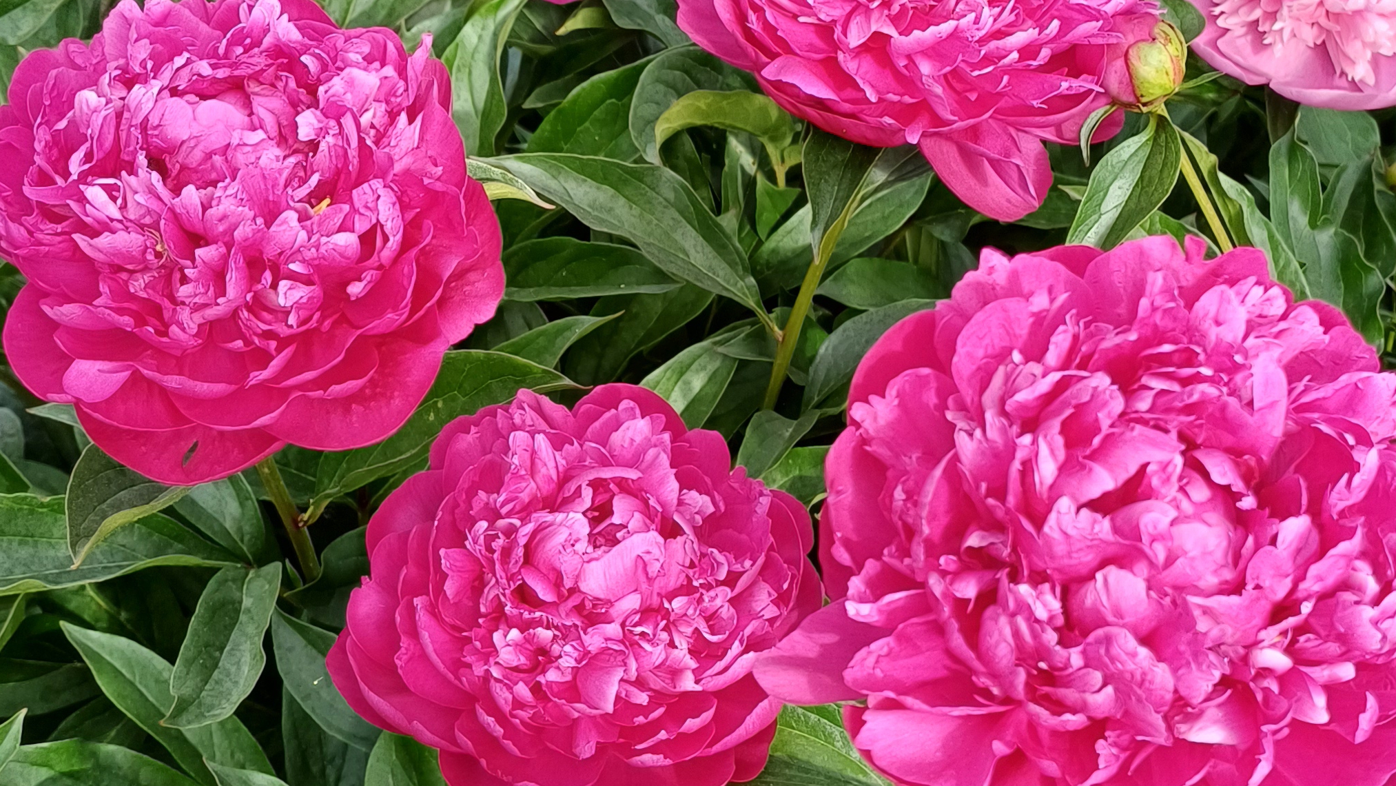 Дачные зарисовки🌺🍀 Начало лета🍓🍓🍓