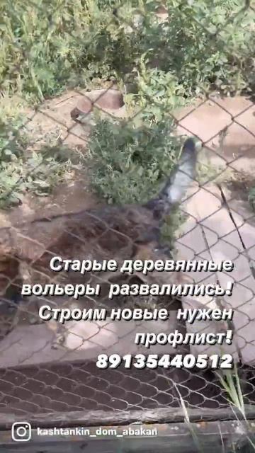 Сказки из жизни приют Хакасия 800 собак нужен Геркулес! смотреть онлайн