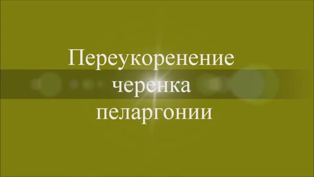 Переукоренение черенка пеларгонии. Выпуск от 04.02.21