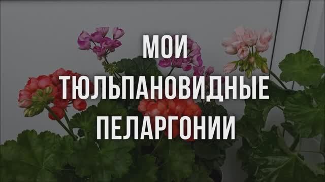 Мои тюльпановидные пеларгонии. Выпук от 12.02.22