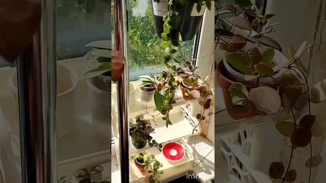 мой маленький мир #минуткавдохновения #миррастений смотреть онлайн