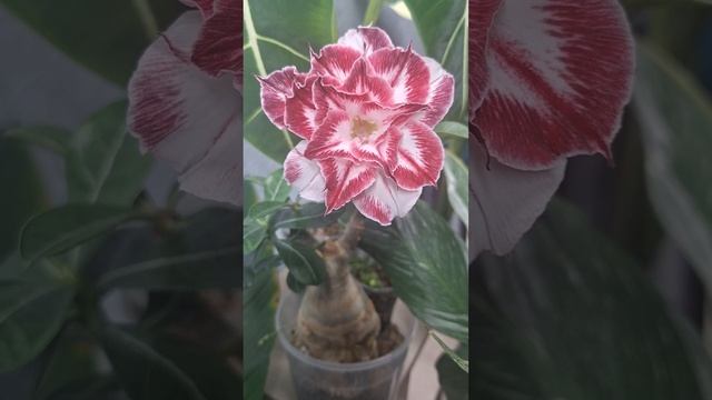 Новенький красавчик адениум из прививки смотреть онлайн