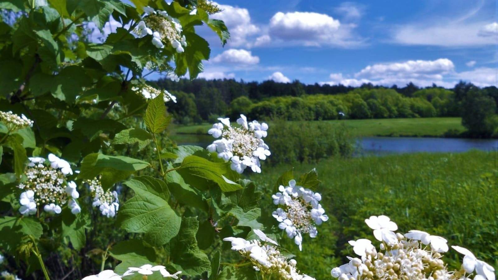 Цветет калина смотреть онлайн