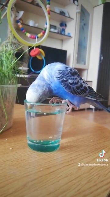 люблю #shorts #красота #любовь #реки #релакс #love #хочуврек #? смотреть онлайн