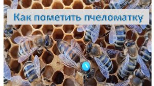 Лучший способ как пометить пчеломатку