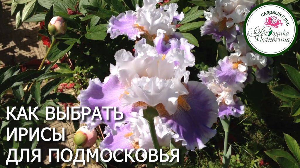 ИРИСЫ ДЛЯ СРЕДНЕЙ ПОЛОСЫ РОССИИ смотреть онлайн
