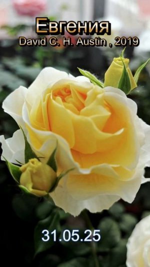 Роза Евгения - Eugenie. Обзор сорта за 1 минуту!