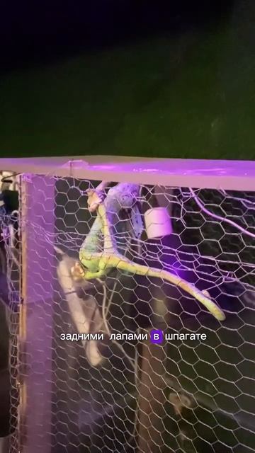 ХАМЕЛЕОН СПИТ 😴🦎 #хамелеонгена будни хамелеона смотреть онлайн