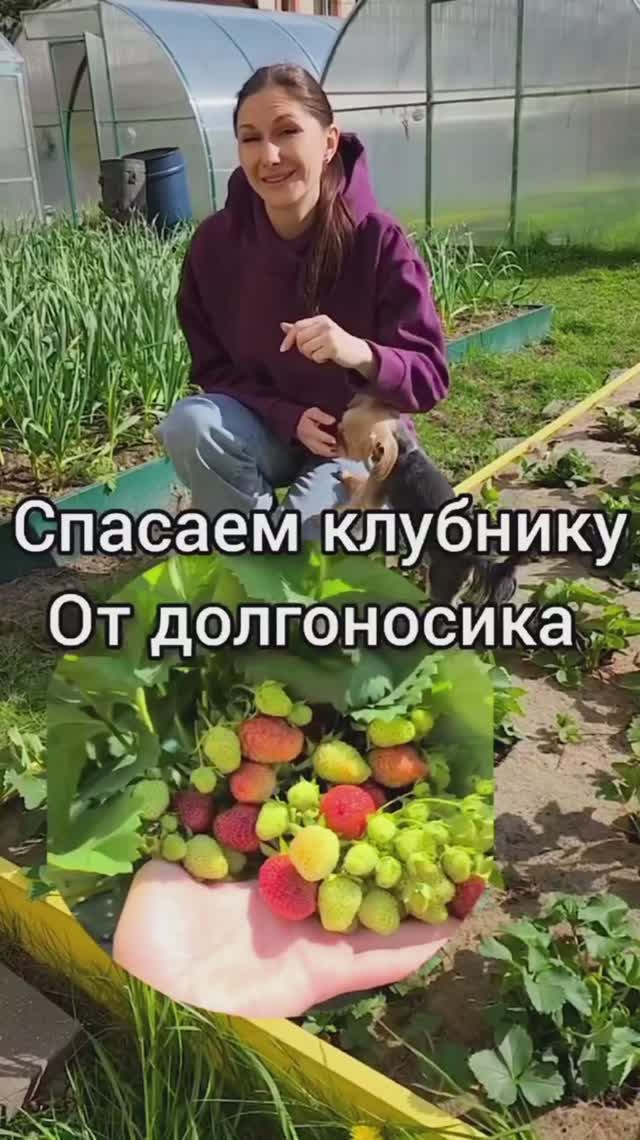 Как защитить клубнику от долгоносика смотреть онлайн