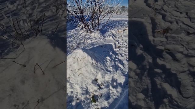 Сад.Подготовка к зимовке. 2024 г. #garden смотреть онлайн