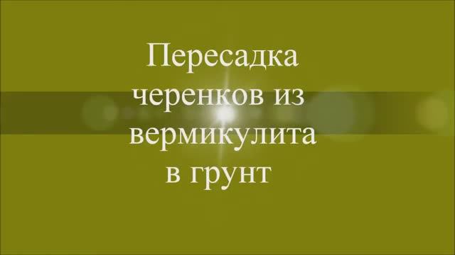 Пересадка черенков из вермикулита в грунт. Выпуск от 21.11.20