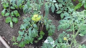 🏡 Огородно-Тепличный Vlog.
Высаживаю томаты в открытый грунт. Формирую цветник из Колеусов.