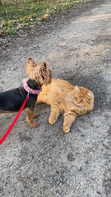 Питомник ВЕО Валентлайф - наши сибирский кот Тор ухаживает за йорком Хлоей (13 лет) №1