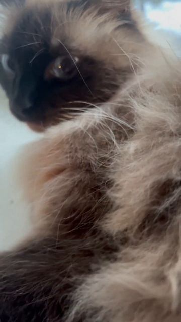 14 октября 2024 г. Пришла зима. Кот смотрит в окно. смотреть онлайн