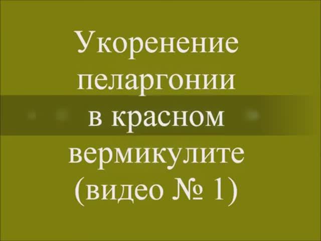 Укоренение пеларгонии в красном вермикулите. Выпуск от 01.11.20