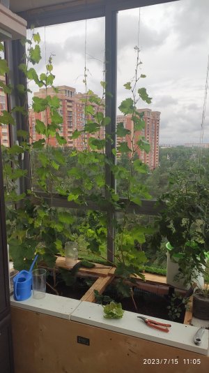 Виноград на балконе