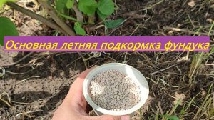 Основная летняя подкормка фундука