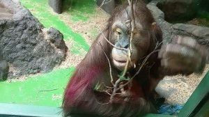 Московский зоопарк.Орангутанг культурно веточку прогрызает и рассматривает весёлых  посетителей