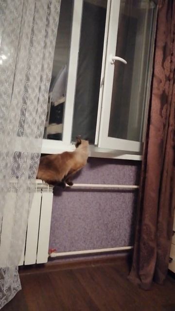 #Кошка 1-ый раз залезла на узкий подоконник смотреть онлайн