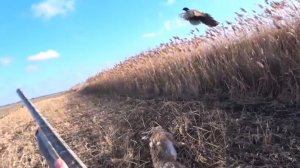 Первый добытый заяц в 2025г! Охота на зайца 2025!