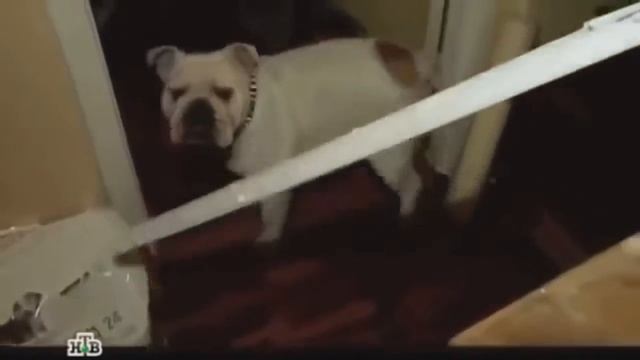 СТАС БОРЕЦКИЙ ПЕРНУЛ!!! И УПАЛ С ЛЕСТНЕЦЫ!!!