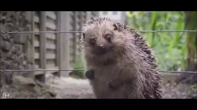 приключение кролика питера смотреть онлайн