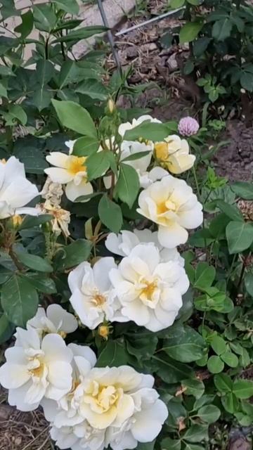 Привлекательная, ароматная роза, Sunny Knock Out. #shortvideo #rose, #flowers, #landscape, #roses