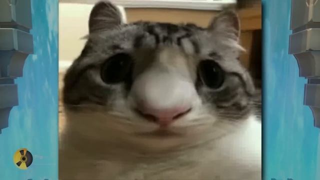 MiHoYo и СКИНЫ