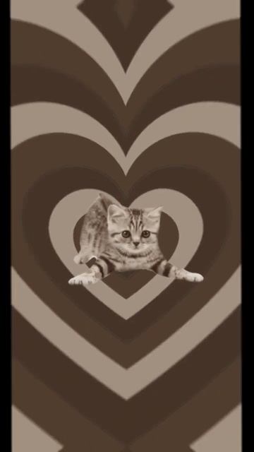 обои с котиками #рекккк #активвернись #рекомендации #в? смотреть онлайн