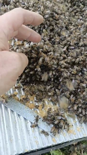 кому-нибудь нужно пчелок ? 🐝 хоби есть хоби смотреть онлайн