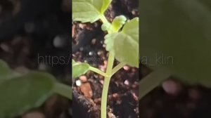 Прищипываю растения  #котовник #лаванда #garden #сад #огор?