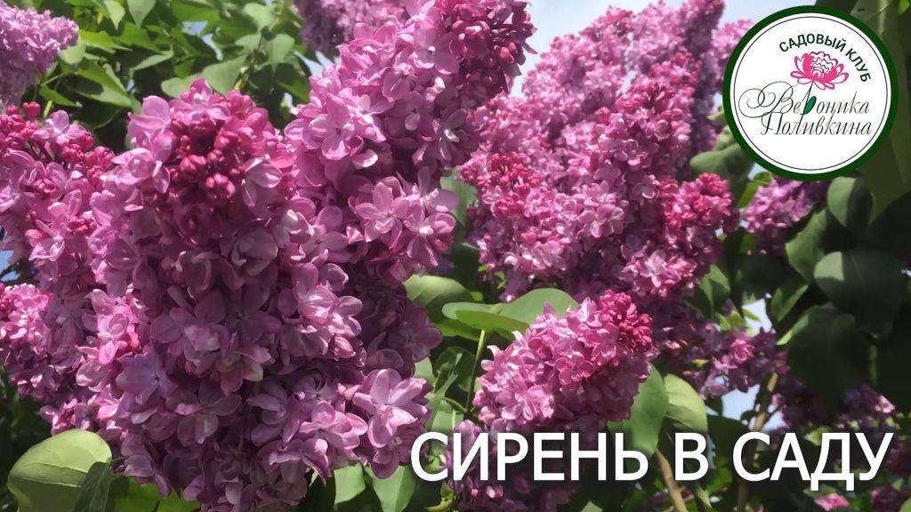 СИРЕНЬ В САДУ смотреть онлайн